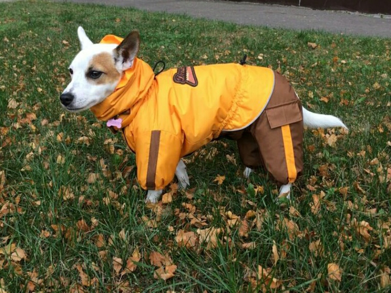 Aramis  suņu apģērbs /Ziemas kombinezons,M